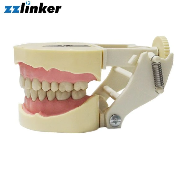 Lk-OS12 Full Automatic Dental Simulation System for Training Price